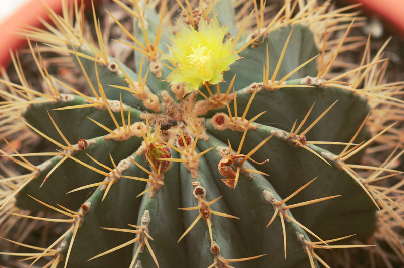 Ferocactus glaucescens